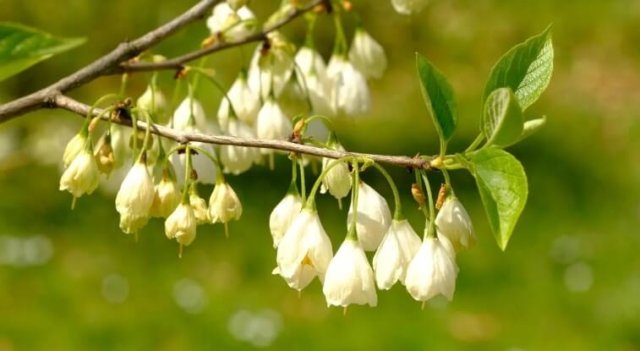15 невероятно красивых деревьев и кустарников для весеннего сада