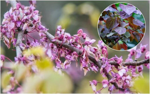 15 невероятно красивых деревьев и кустарников для весеннего сада