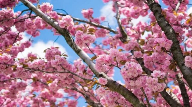 15 невероятно красивых деревьев и кустарников для весеннего сада