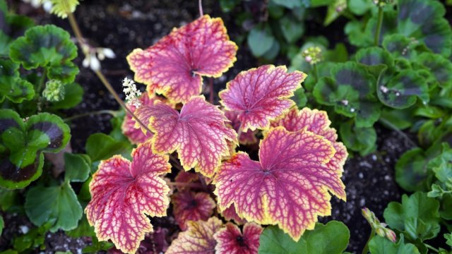 Не хостой единой: 9 растений с роскошной листвой для стильного цветника 