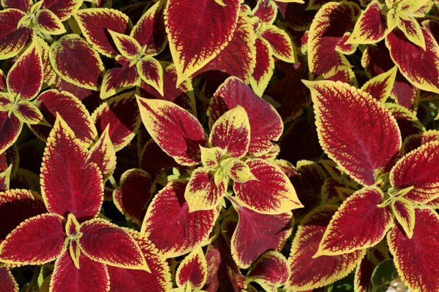 Не хостой единой: 9 растений с роскошной листвой для стильного цветника 