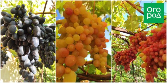 Правила посадки и ухода за виноградом в средней полосе от опытного виноградаря 