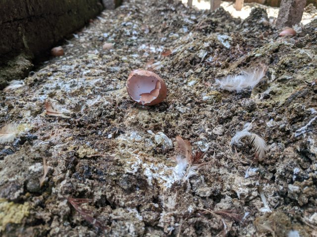 Что положить в лунку при посадке помидоров: 10 рецептов от читателей