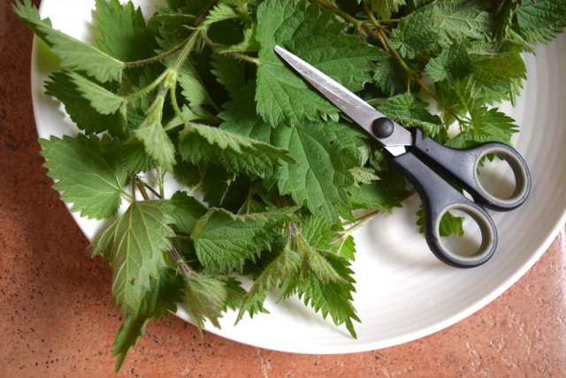 Что положить в лунку при посадке помидоров: 10 рецептов от читателей