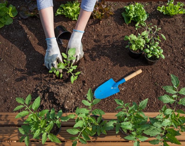 Что положить в лунку при посадке помидоров: 10 рецептов от читателей