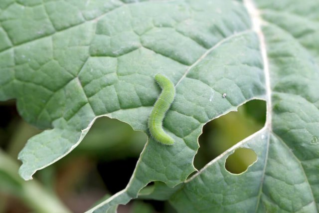 Кто оставляет дырки на листьях: 7 насекомых-вредителей и средства от них 