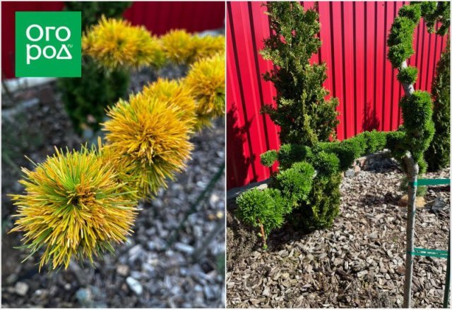 Самоформирующиеся сорта и другие секреты хвойного сада от коллекционера