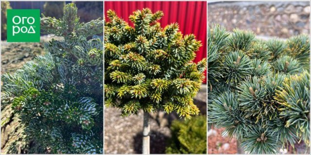 Самоформирующиеся сорта и другие секреты хвойного сада от коллекционера