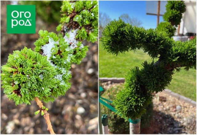 Самоформирующиеся сорта и другие секреты хвойного сада от коллекционера