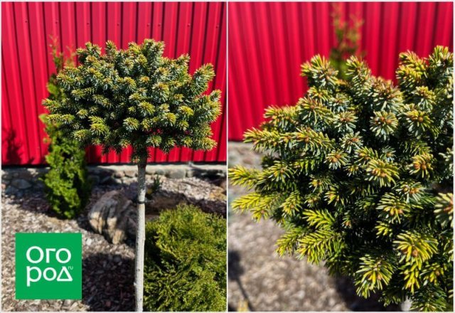 Самоформирующиеся сорта и другие секреты хвойного сада от коллекционера