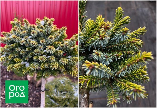 Самоформирующиеся сорта и другие секреты хвойного сада от коллекционера