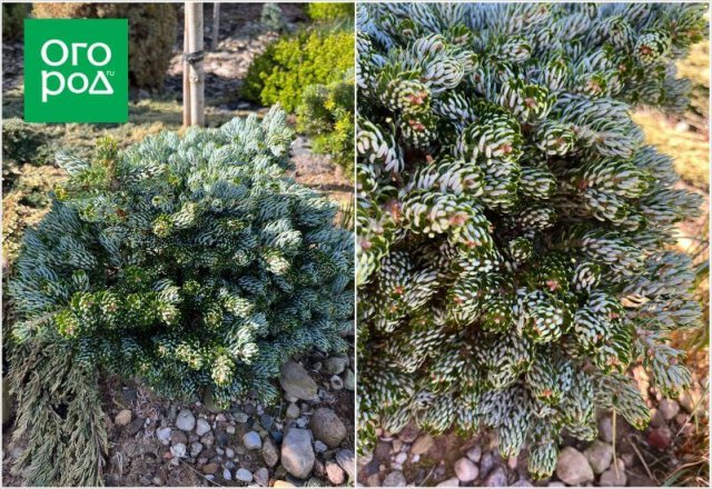 Самоформирующиеся сорта и другие секреты хвойного сада от коллекционера