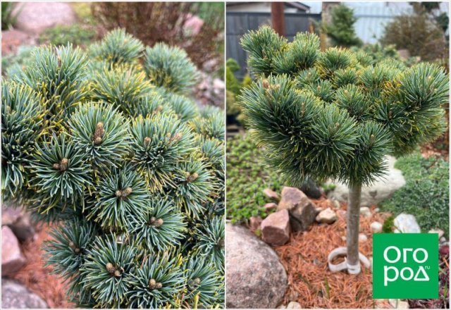 Самоформирующиеся сорта и другие секреты хвойного сада от коллекционера