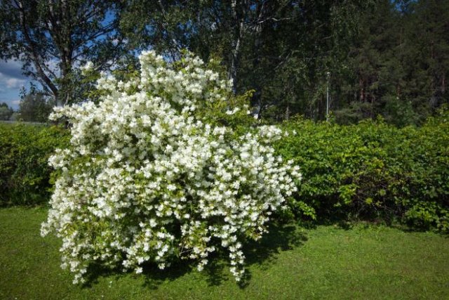 10 кустарников, которые нельзя обрезать весной – не лишитесь цветения! 