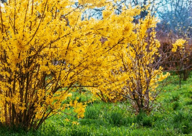 10 кустарников, которые нельзя обрезать весной – не лишитесь цветения! 