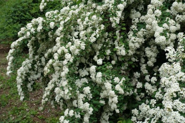 10 кустарников, которые нельзя обрезать весной – не лишитесь цветения! 