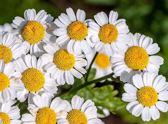 10 народных средств от болезней и вредителей комнатных растений