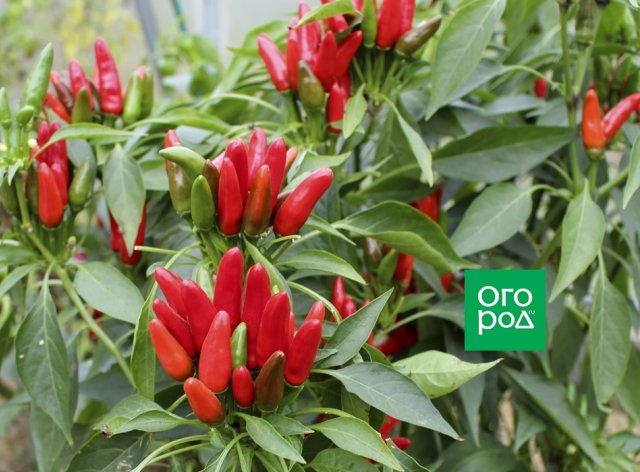 10 народных средств от болезней и вредителей комнатных растений