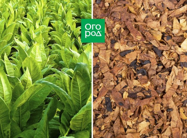 10 народных средств от болезней и вредителей комнатных растений