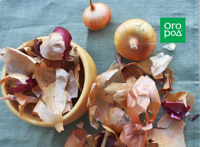 10 народных средств от болезней и вредителей комнатных растений