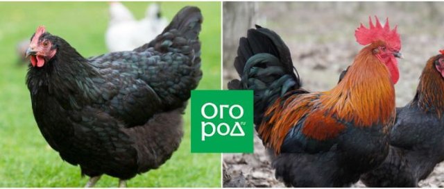 10 пород кур для домашнего разведения 