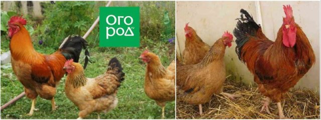 10 пород кур для домашнего разведения 