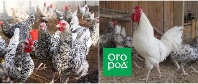 10 пород кур для домашнего разведения 