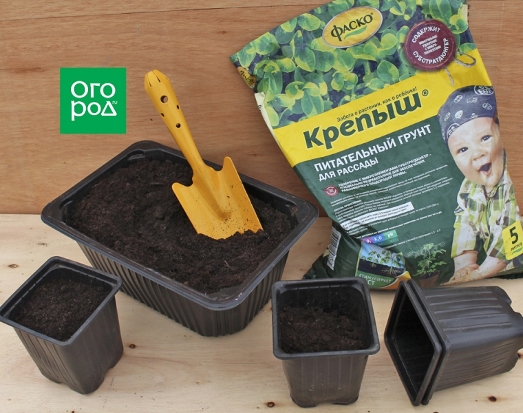 10 секретов крепкой и коренастой рассады 