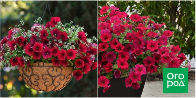 10 сортов и гибридов петунии, которые подарят вашему саду яркие краски