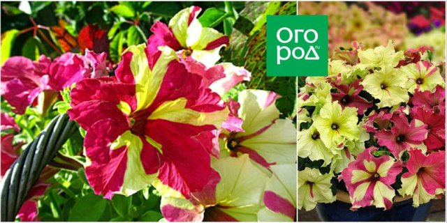 10 сортов и гибридов петунии, которые подарят вашему саду яркие краски