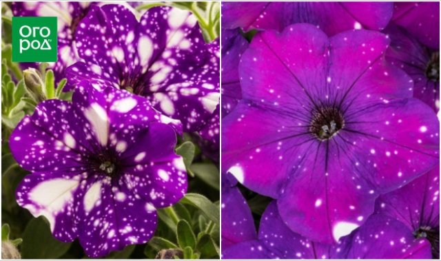 10 сортов и гибридов петунии, которые подарят вашему саду яркие краски