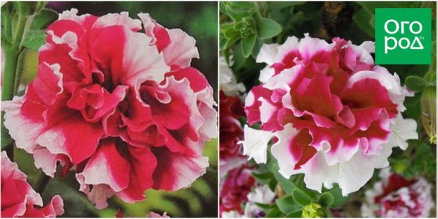 10 сортов и гибридов петунии, которые подарят вашему саду яркие краски