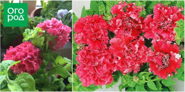 10 сортов и гибридов петунии, которые подарят вашему саду яркие краски