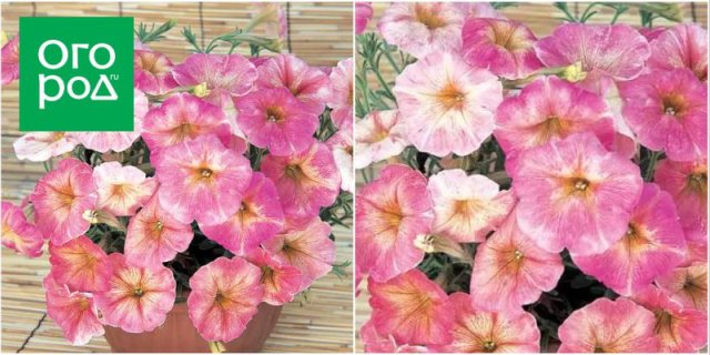 10 сортов и гибридов петунии, которые подарят вашему саду яркие краски