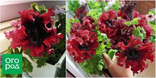 10 сортов и гибридов петунии, которые подарят вашему саду яркие краски