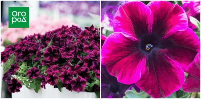 10 сортов и гибридов петунии, которые подарят вашему саду яркие краски