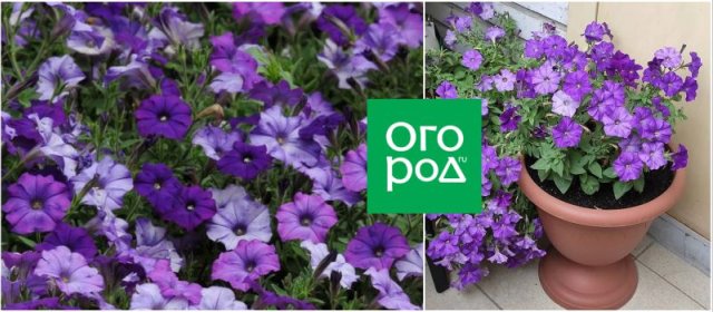 10 сортов и гибридов петунии, которые подарят вашему саду яркие краски