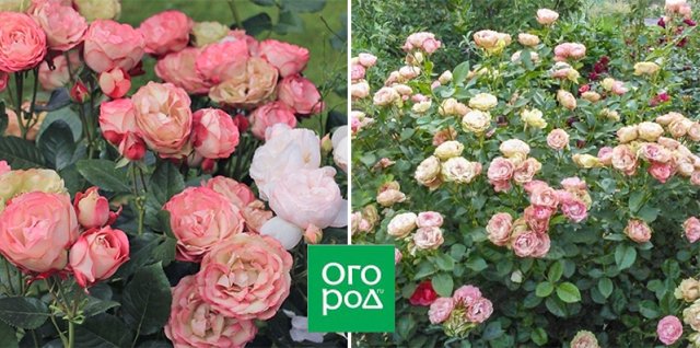 10 сортов роз, которые меняют цвет 