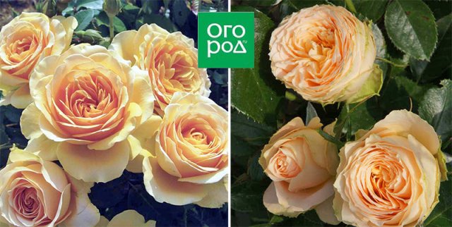10 сортов роз, которые меняют цвет 