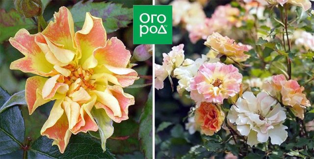 10 сортов роз, которые меняют цвет 