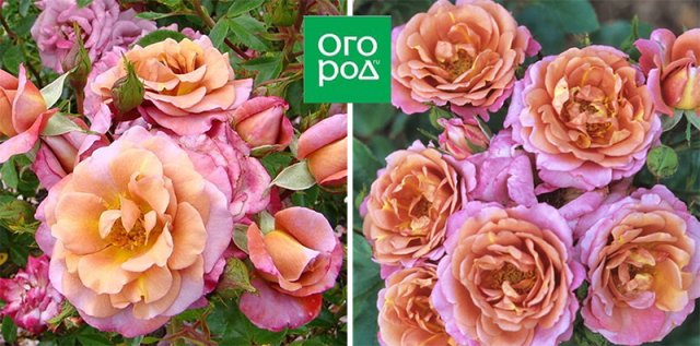 10 сортов роз, которые меняют цвет 