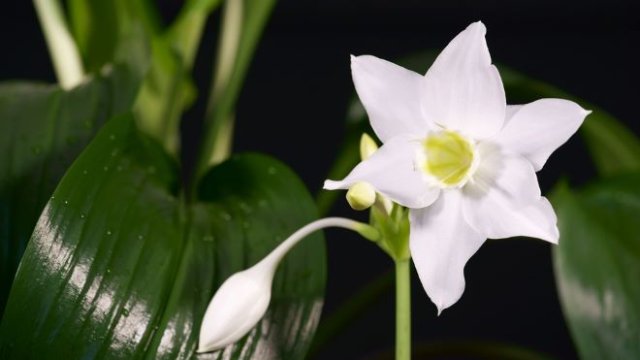 11 самых ароматных домашних цветов 