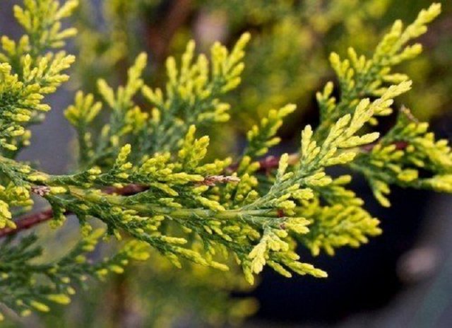 12 лучших кустарников для солнечных участков