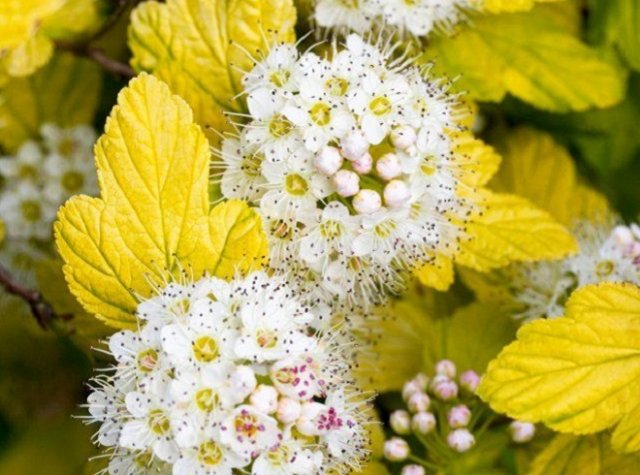 12 лучших кустарников для солнечных участков