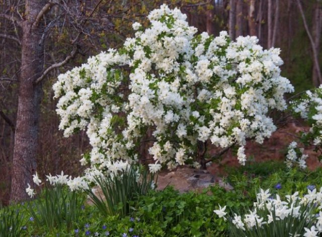 12 лучших кустарников для солнечных участков