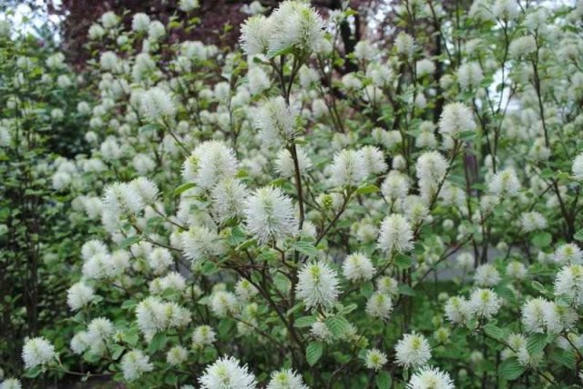 12 лучших кустарников для солнечных участков