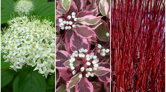 12 лучших кустарников для солнечных участков