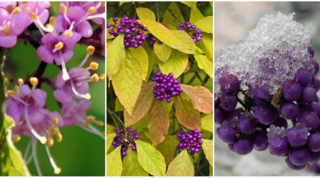 12 лучших кустарников для солнечных участков