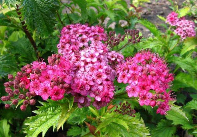 12 лучших кустарников для солнечных участков