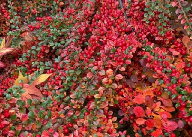 12 лучших кустарников для солнечных участков